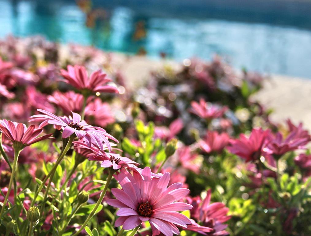 Villa Paradise Paphos Rom bilde
